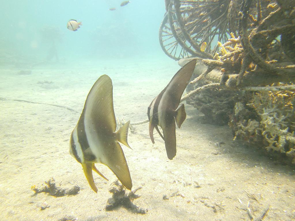 Biorock Homestay & Dive Center Pemuteran Ngoại thất bức ảnh