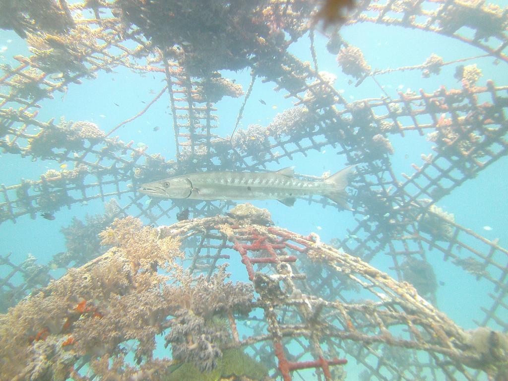 Biorock Homestay & Dive Center Pemuteran Ngoại thất bức ảnh