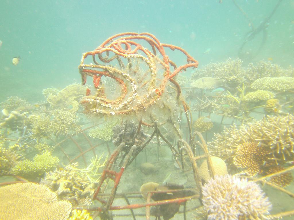 Biorock Homestay & Dive Center Pemuteran Ngoại thất bức ảnh