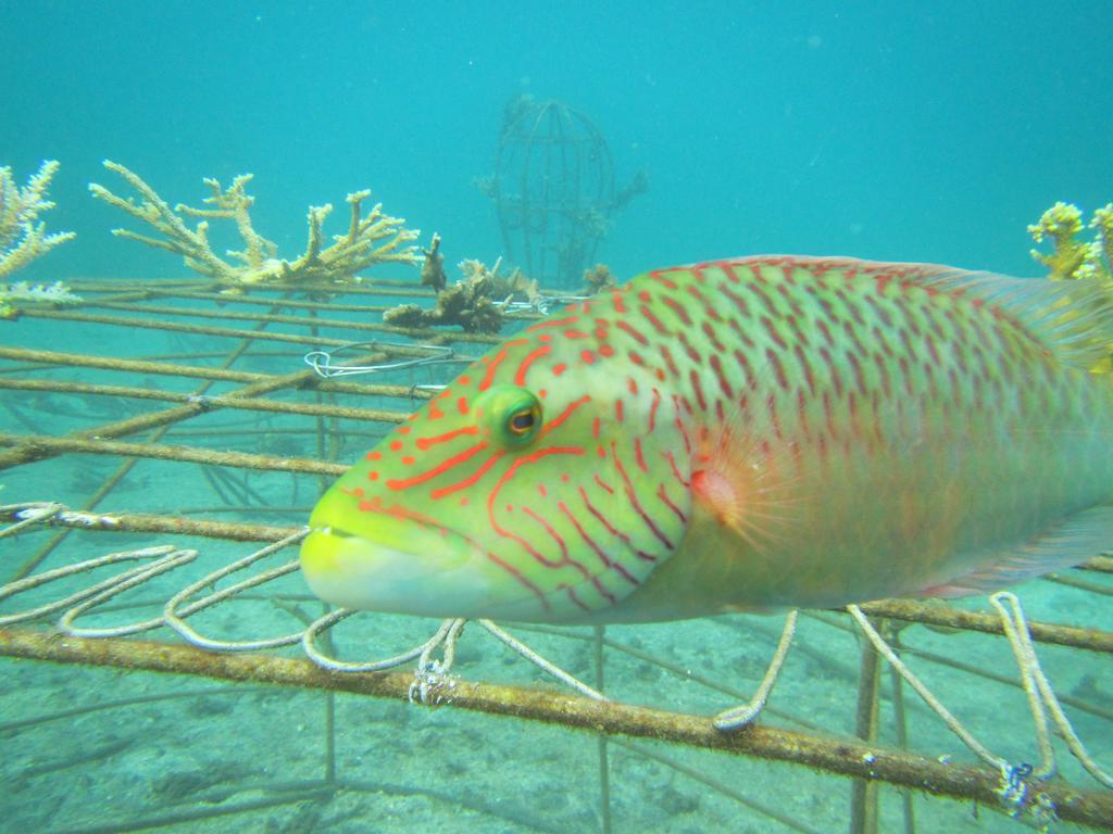 Biorock Homestay & Dive Center Pemuteran Ngoại thất bức ảnh