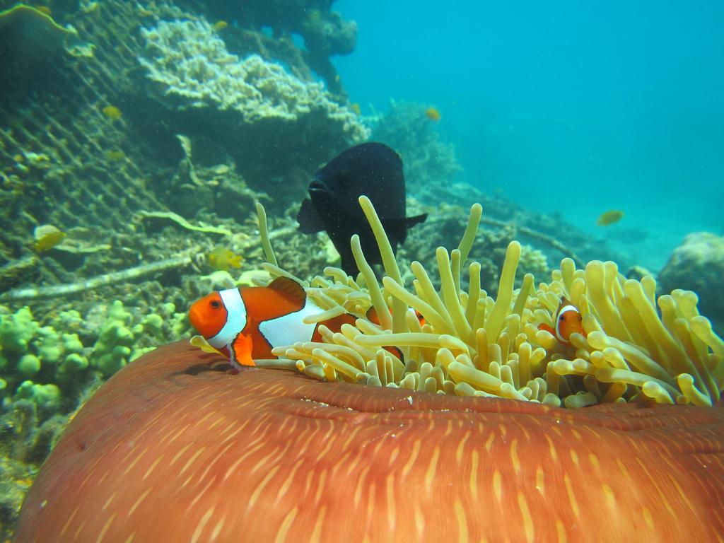 Biorock Homestay & Dive Center Pemuteran Ngoại thất bức ảnh