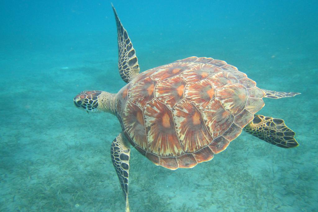 Biorock Homestay & Dive Center Pemuteran Ngoại thất bức ảnh