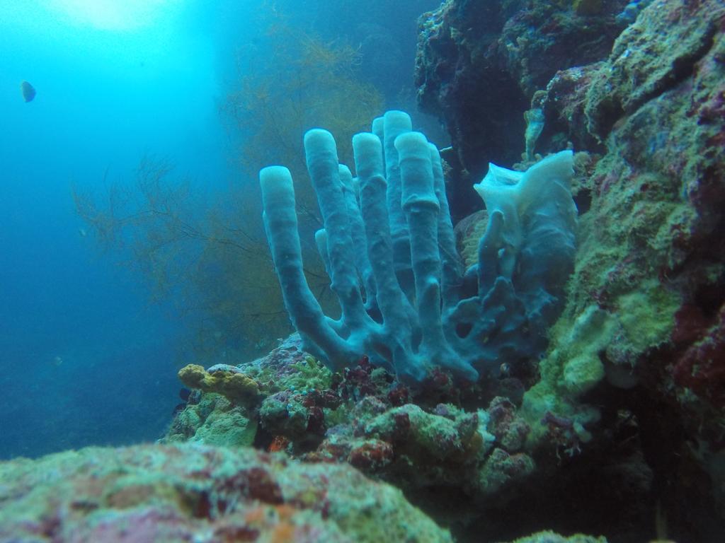 Biorock Homestay & Dive Center Pemuteran Ngoại thất bức ảnh