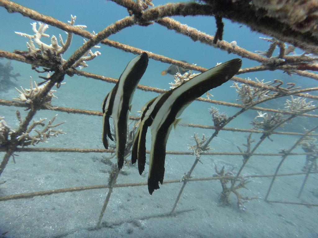 Biorock Homestay & Dive Center Pemuteran Ngoại thất bức ảnh
