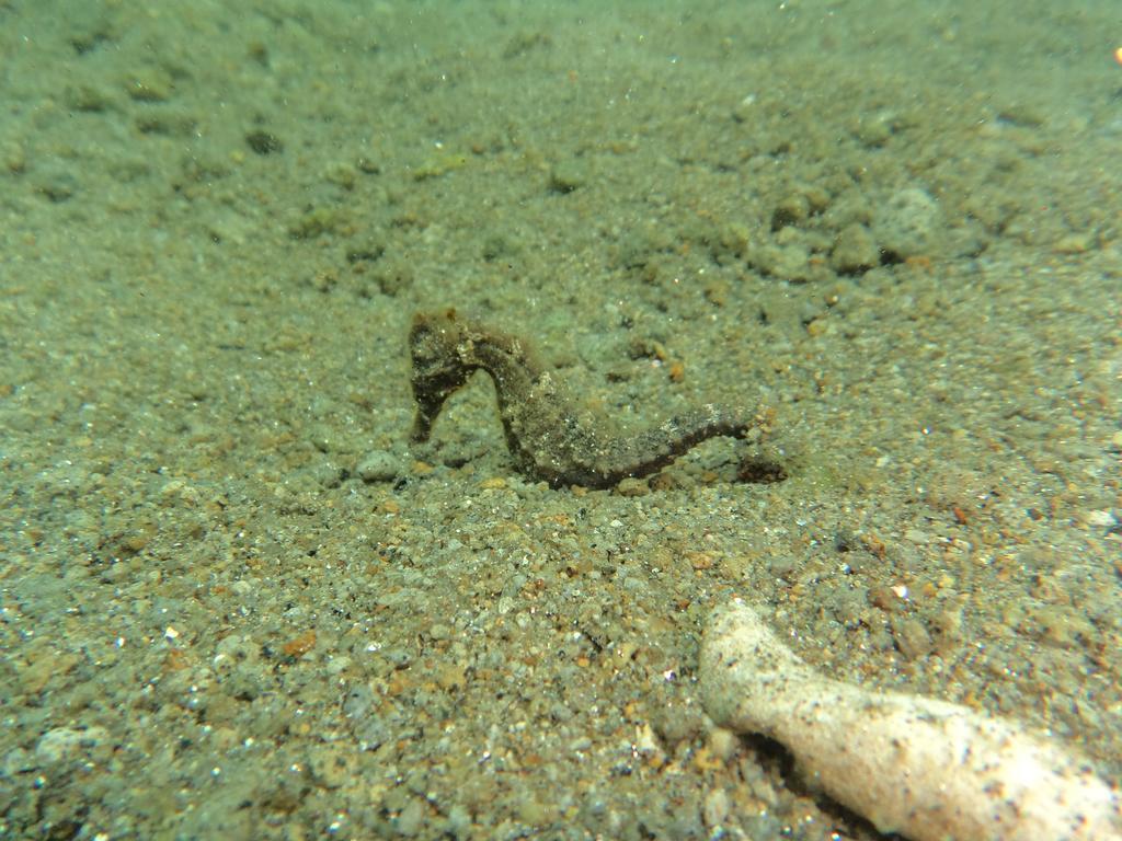 Biorock Homestay & Dive Center Pemuteran Ngoại thất bức ảnh